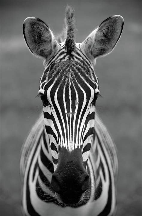 Zebras Face
