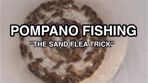 How To Use Sand Fleas As Bait Pest Phobia