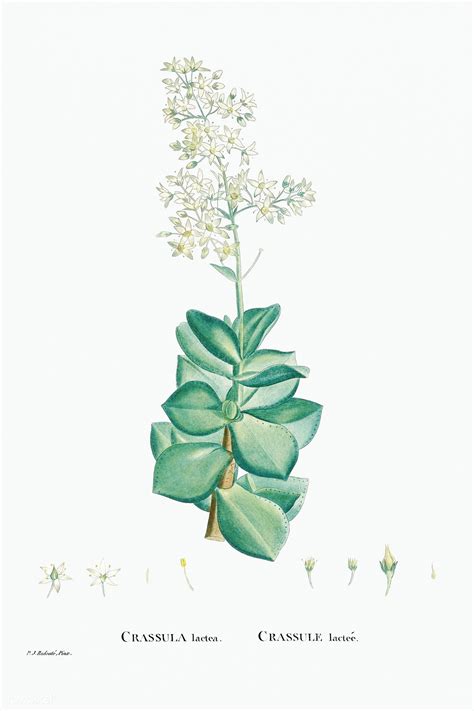 crassula lactea taylor s parches from histoire des plantes grasses 1799 by pierre josep