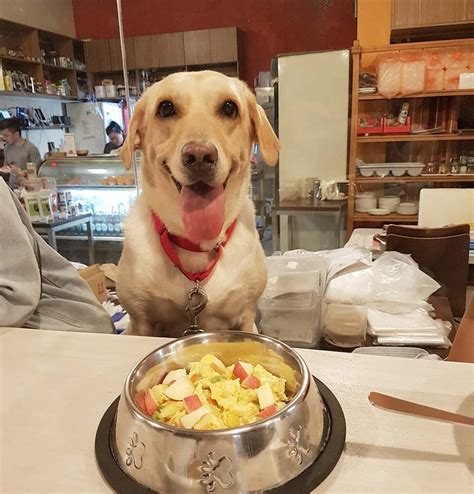 8 Pet Friendly Cafes In Singapore With Food For Both You And Your Dog