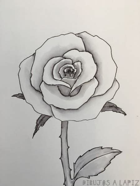 Dibujos De Rosas Faciles A Lapiz Reverasite