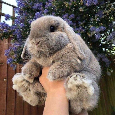 Fluffy Rabbits Are So Cute Reyebleach