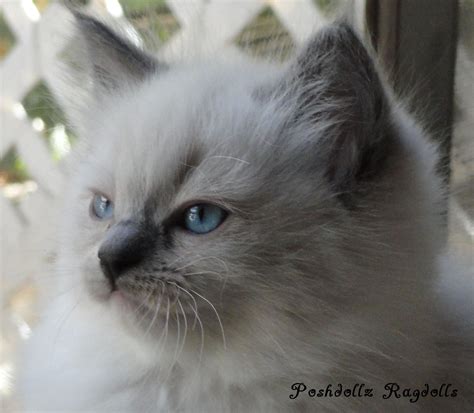 Blue Point Mitted Ragdoll Kitten | POSHDOLLZ RAGDOLLS | Pinterest