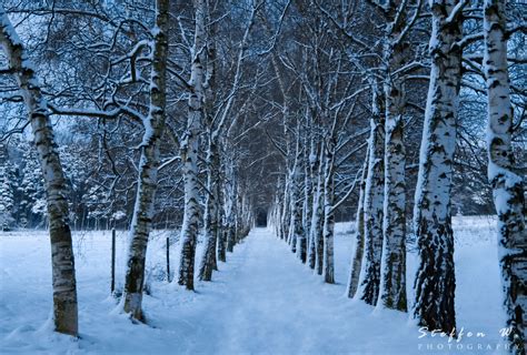 Into The Winter Forest 4k Ultra Hd Wallpaper Background Image