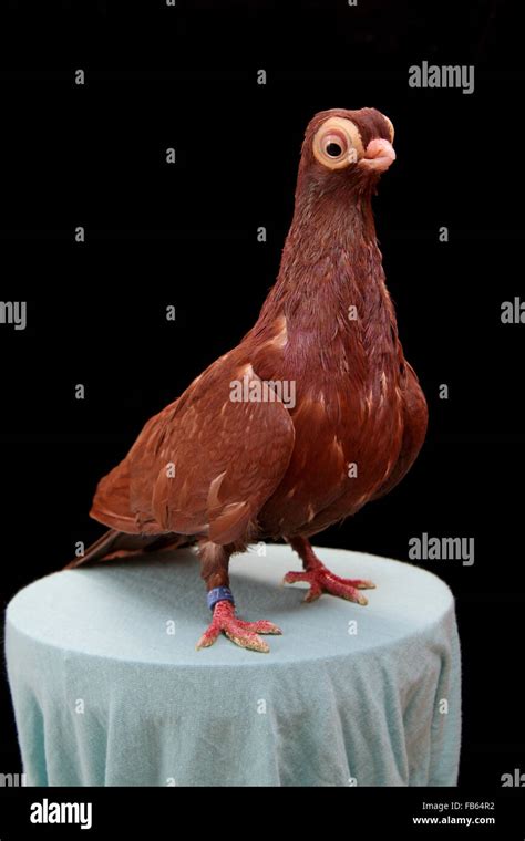Budapest Short Beak Chicken World Pigeon Breeds Genus Names Aine Poole