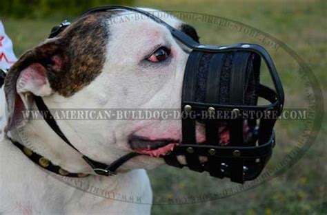Fabulous Leather Cage Muzzle For Comfy Walking Of Your American Bulldog