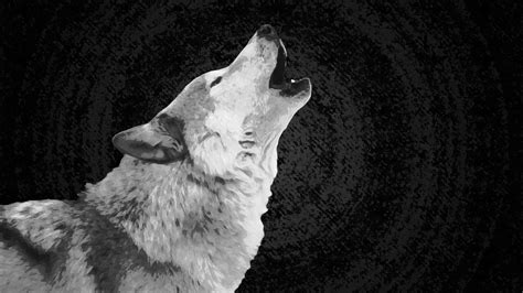 Black And White Wolf Wallpapers Top Free Black And White Wolf