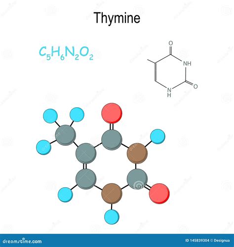 Thymine Chemical Structural Formula And Model Of Thymine C5h6n2o2 Stock Vector Illustration