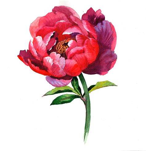 Watercolor painting tutorial flowers Peony on Behance