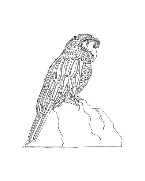 Parrot Line Drawing At Explore Collection Of