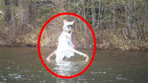 5 Cryptids Caught On Camera And Spotted In Real Life Bigfoot Photos