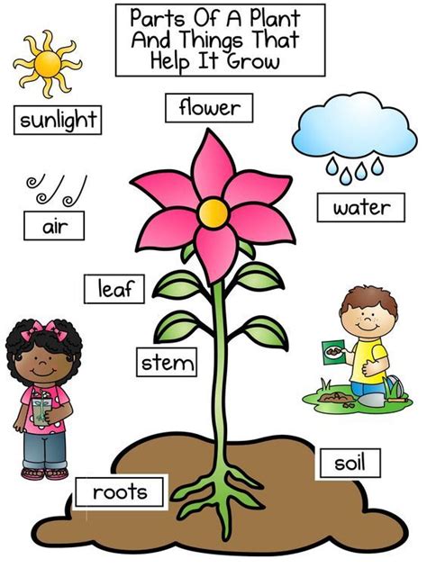 Parts Of A Plant Activity Sheet For Kindergarten Plant Worksheets