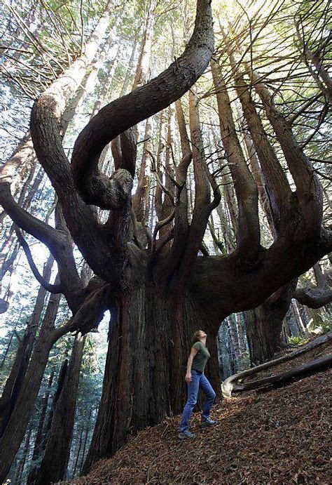 The Ancient Candelabra Trees Along West Coast Are Insanely Cool