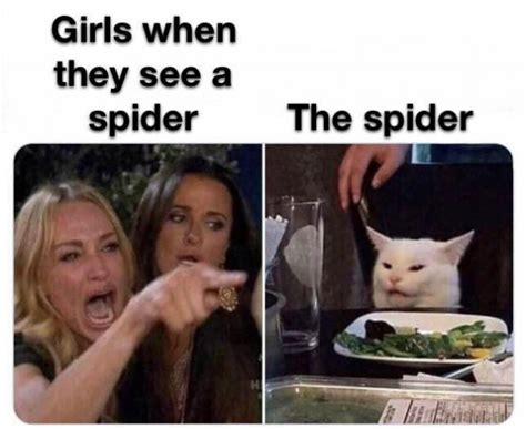 Woman Yelling At A Cat Memes 35 Pics