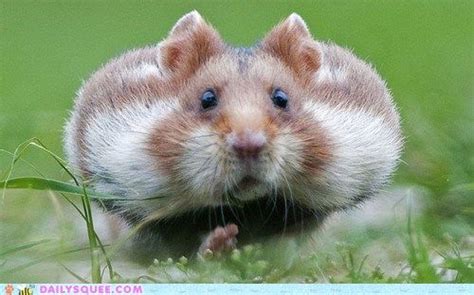 Cheeks Funny Animal Photos Cute Hamsters Pet Rodents