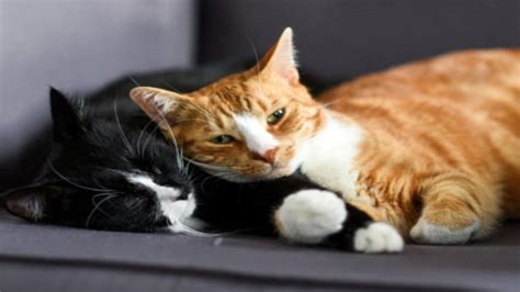 this cat couple s sweet relationship is so adorable