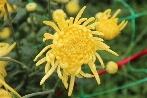 Chrysanthemum Chrysanthemum Picture And Hd Photos Free Download On