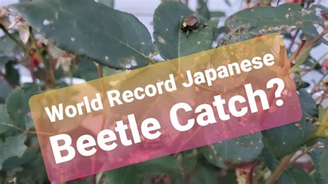 Trapping Japanese Beetles Massive Catch Youtube