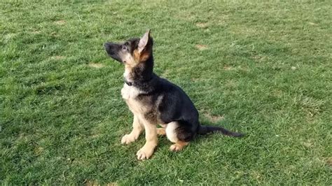 German Shepherd Puppies Richmond Ky Puppy And Pets
