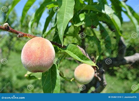 Small Green Unripe Peaches On The Tree In An Orchard Stock Photo