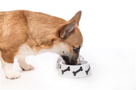 These human food recipes for dogs are nutritious, delicious and fun to make! The Best Dog Food for Dogs With Diarrhea and Loose Stools