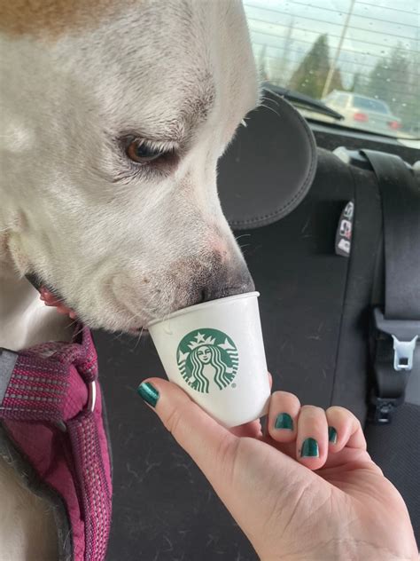 What Is The Puppy Drink At Starbucks