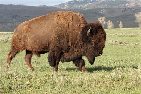A Wild America Bison Bull Buffalo A Wild America Bison Flickr