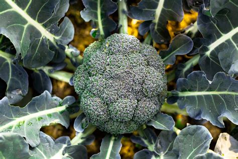 Growing Broccoli In Western Australia
