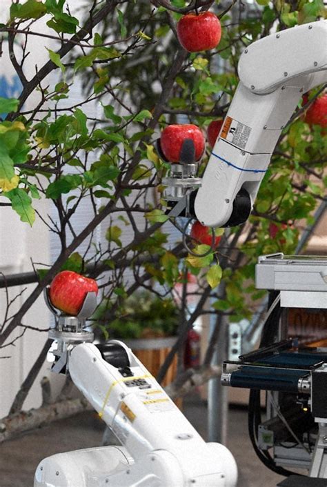Fruit Harvesting Ai Robot Developed In Japan Amid Aging Population