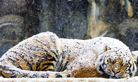 Dozing Siberian Tiger Sleeps Through Heavy Snowfall As His Fur Is