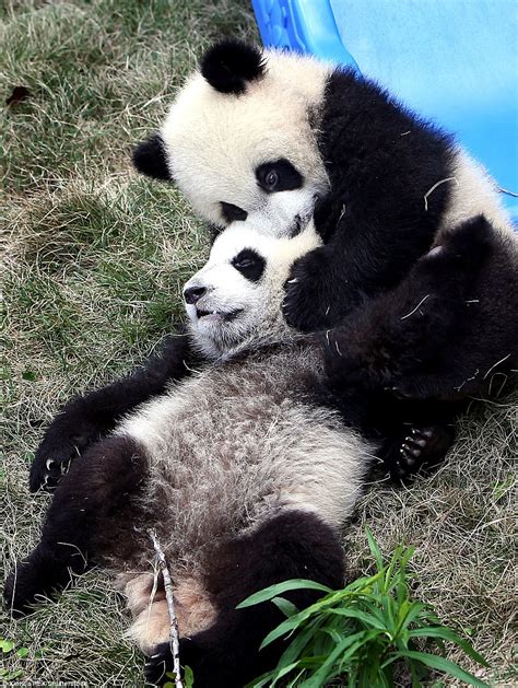 Adorable Baby Panda Twins Tussle Around In China Daily Mail Online