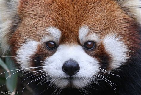Red Panda Photo By Mark Dumont Cute Animal Photos Animal Pictures