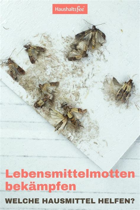 Sie nisten sich in trockene lebensmittel ein und vermehren sich rasend schnell. Lebensmittelmotten bekämpfen - welche Hausmittel helfen ...