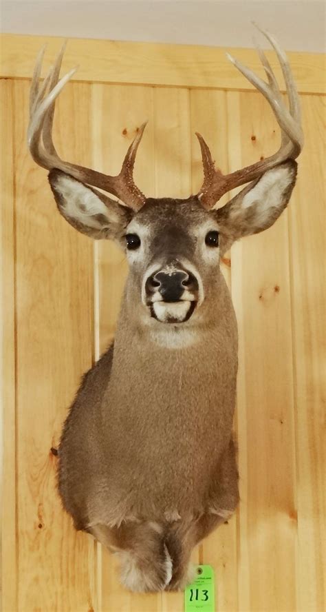 Whitetail Deer Shoulder Mount 5x4