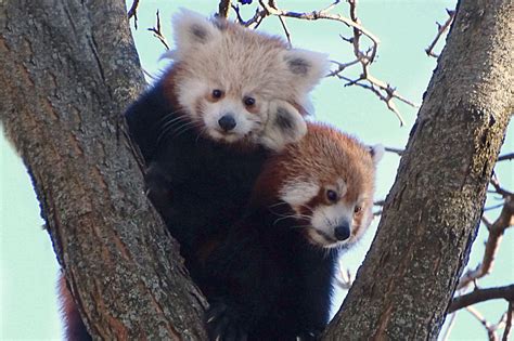 First Look At Adorable Baby Red Panda Born At The Detroit Zoo
