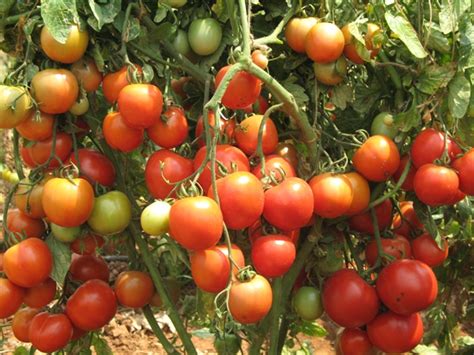 Productive heirloom tomato varieties will produce 20. 19 Kg FROM 1 TOMATO PLANT : Wonder Variety