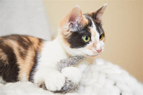 What Is A Dilute Calico Cat With Pictures Excited Cats