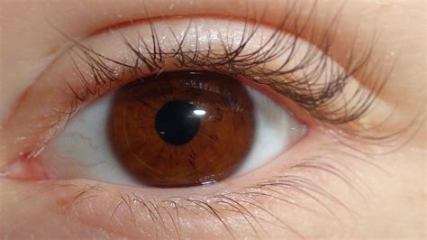 Beautiful Eye D Redbrown Eyes Up Close And Focused Long Lashes