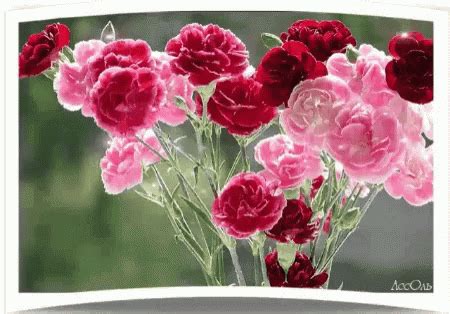 2 animated gif flowers blooming pink red white yellow in one image. Flowers Bouquet GIF - Flowers Bouquet - Discover & Share GIFs