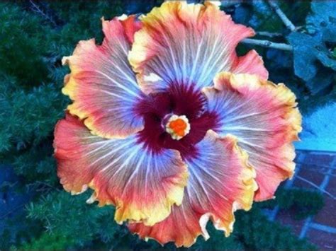 Ramos de flores hermosas en pinterest. Hermosas imágenes de flores exoticas y nativas ...