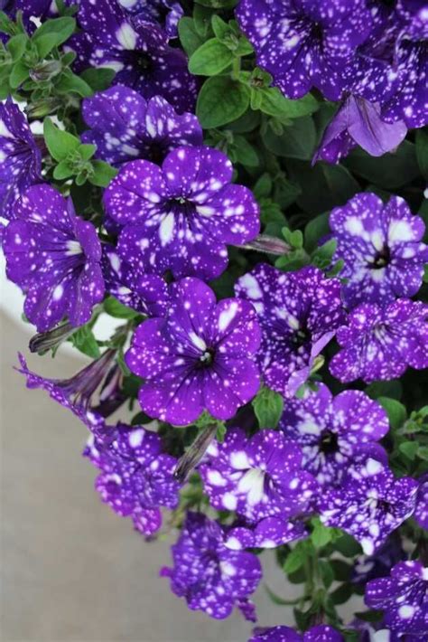Petunia Night Sky | Beautiful flowers, Petunias, Purple ... I have some night sky that i planted in my yard, also had some candy swirl.
