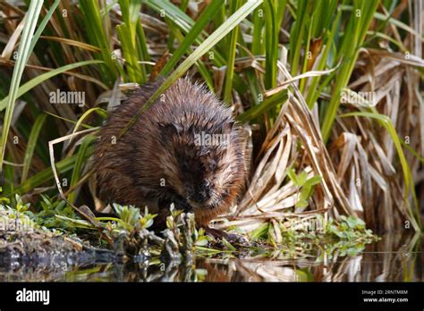 Muskrat Ondatra Zibethicus Feeding Peene Valley River Landscape