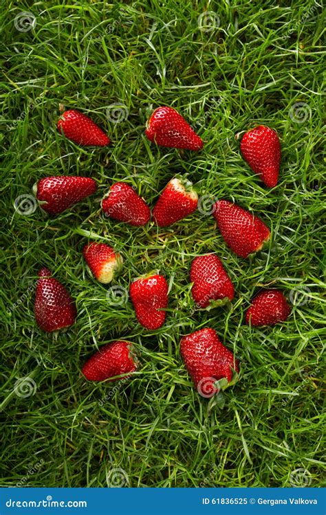 Wild Strawberries Over The Green Grass Stock Image Image Of Nutrient