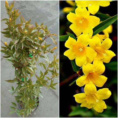Live Plants Carolina Jessamine Yellow Flower Home Garden Us Etsy