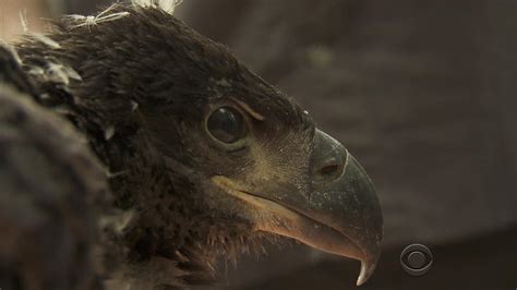 Bald Eagle Soars Back From Brink Of Extinction Site Title