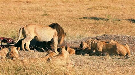 Pride Of Lions Eating A Pray In Masai Mara Stock Footage Video Of