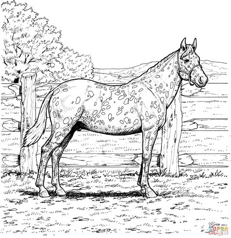 Appaloosa Horse Coloring Page Free Printable Coloring Pages Horse
