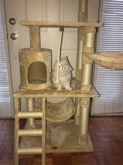 Sign up for our newsletter for the latest updates on the new persian kittens. Doll Face Persian Kittens Reviews - The Brady ...