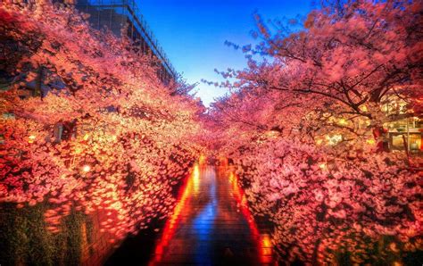 Viewing Japan S Cherry Trees In Bloom An Otherworldly Experiance