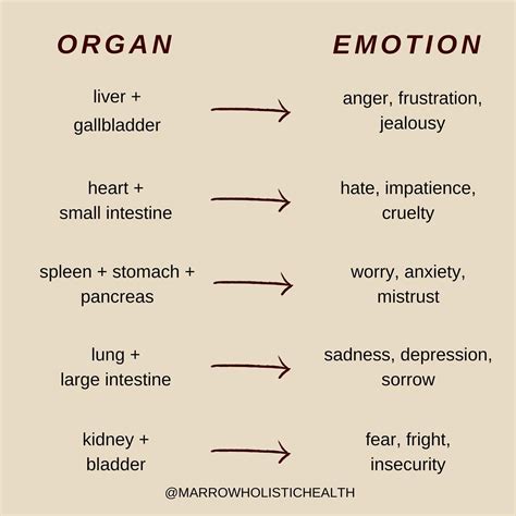 organs and emotions i love the tcm perspective that emotions and thoughts can affect the